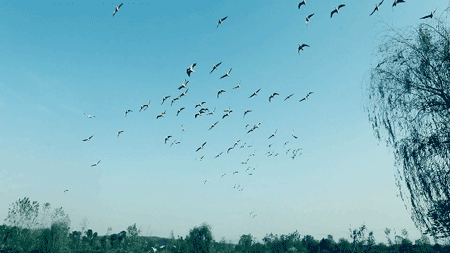 450_253gif 动态图 动图