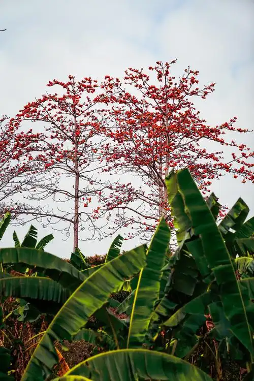海南掠影(四)一一昌江木棉花