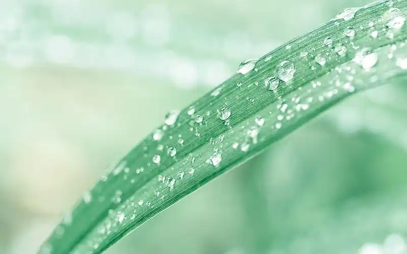 小清新绿色植物高清桌面壁纸