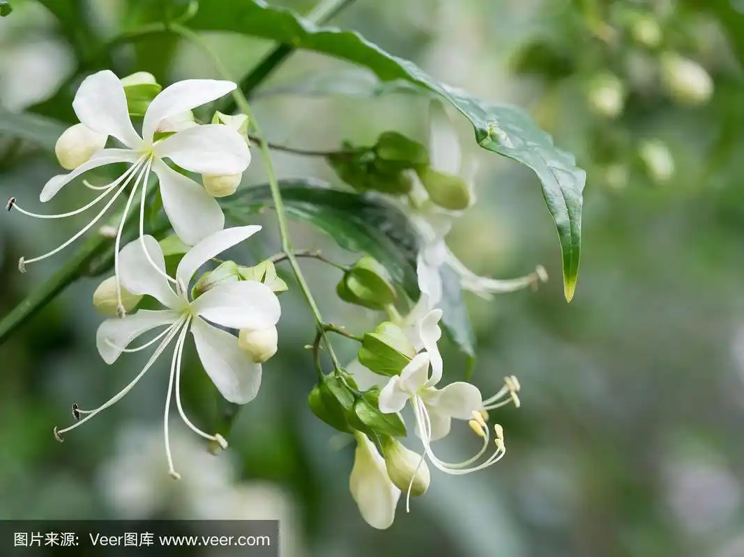 美丽的白色大白面