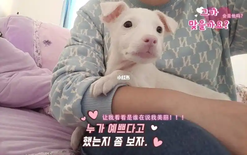 我狗已经被公公婆婆老公喂的不吃狗粮了