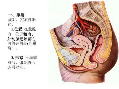 人体解剖之女性生殖系统ppt