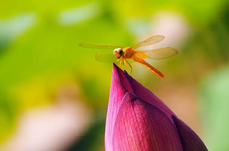7.24.木鱼山庄,拍蜻蜓与荷花