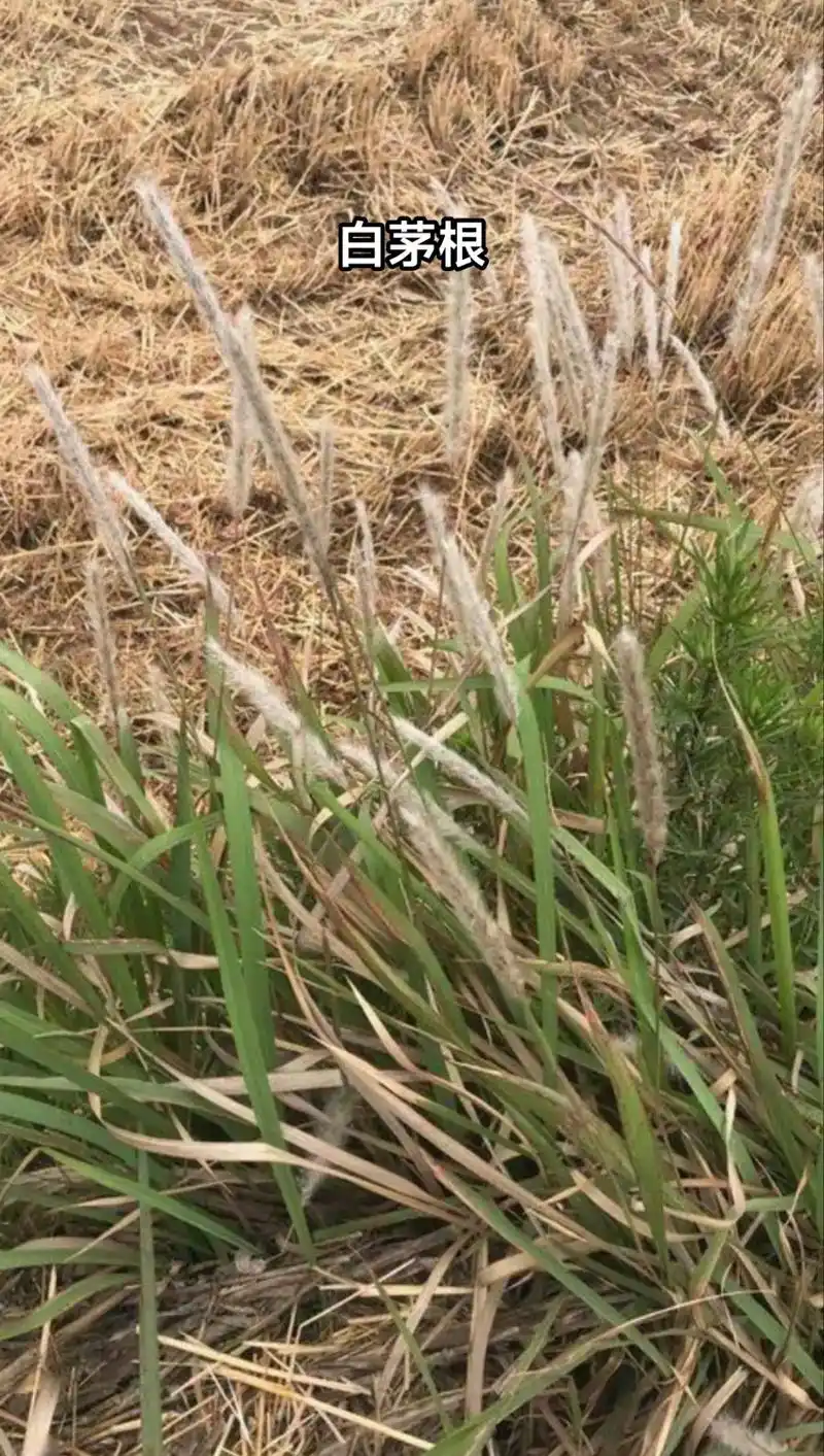 药材鉴别.白茅根 #一日一植物 #药用植物 #每天跟我涨知识 - 抖音