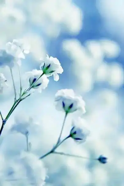 粉色满天星花语,粉红满天星花语是什么(唯美满天星手机壁纸)