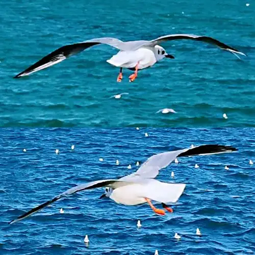 海鸥飞处 - 美篇