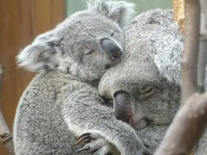 抱着树唆溜唆溜!