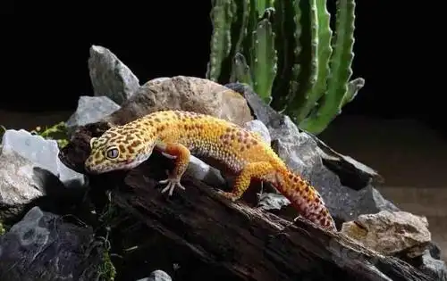 适合新手饲养的宠物蜥蜴之一 ——— 豹纹守宫