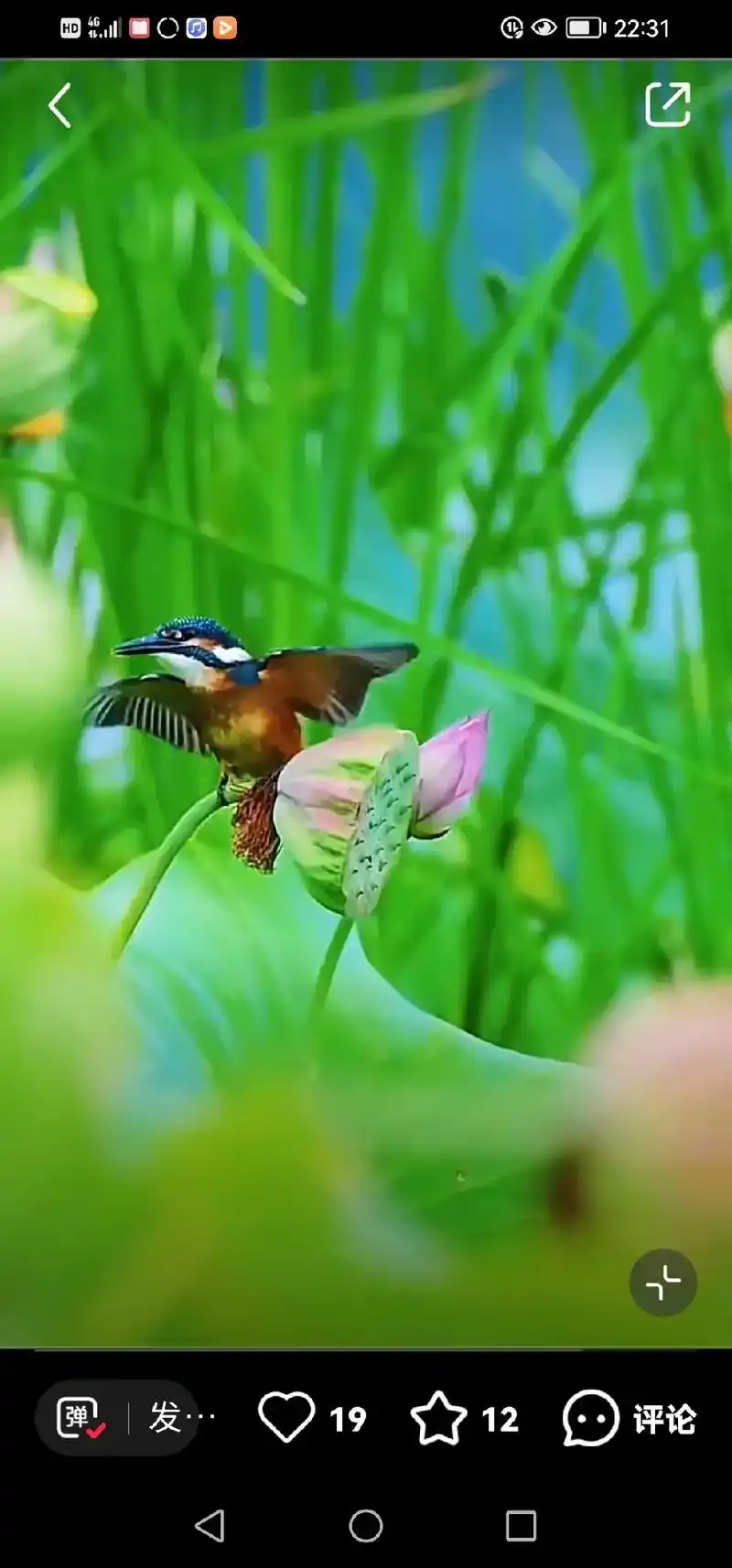 翠鸟妈妈抚育幼鸟,喂食精彩瞬间图片.#微笑吧,好运会伴随你的 - 抖音