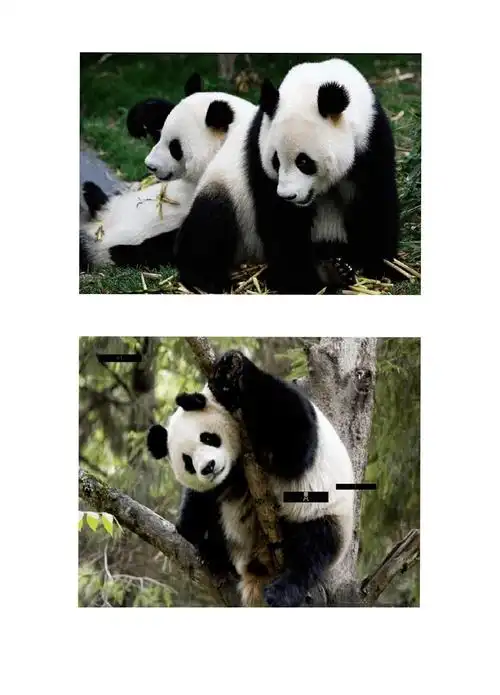 中国特有珍稀动物排行榜_第3页