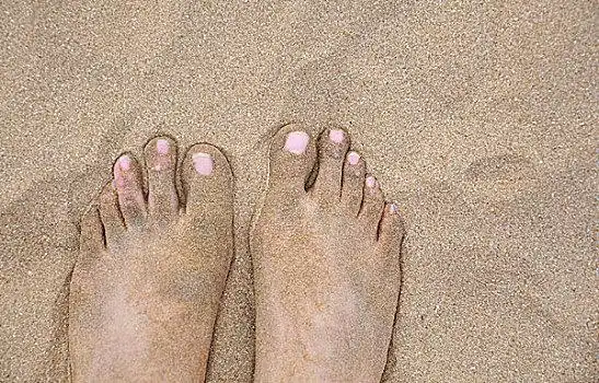 脚印伴侣,床上,特写,脚水牛,蹄,脚趾,露珠,爪体育运动-马术爪子,狗,腿