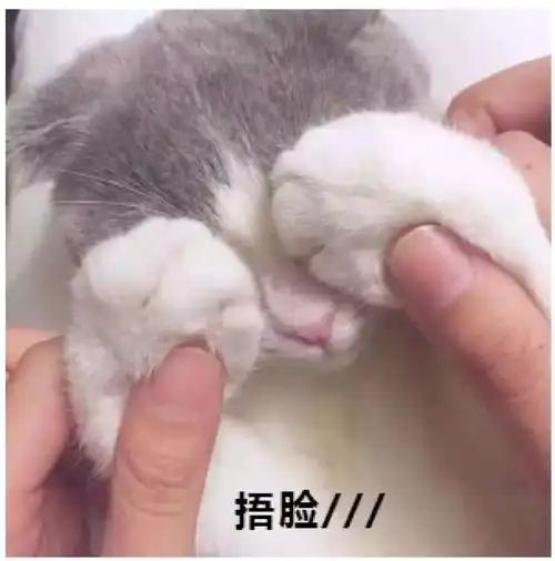 猫咪gif可爱gif呆萌gif斗图gif捂脸gif