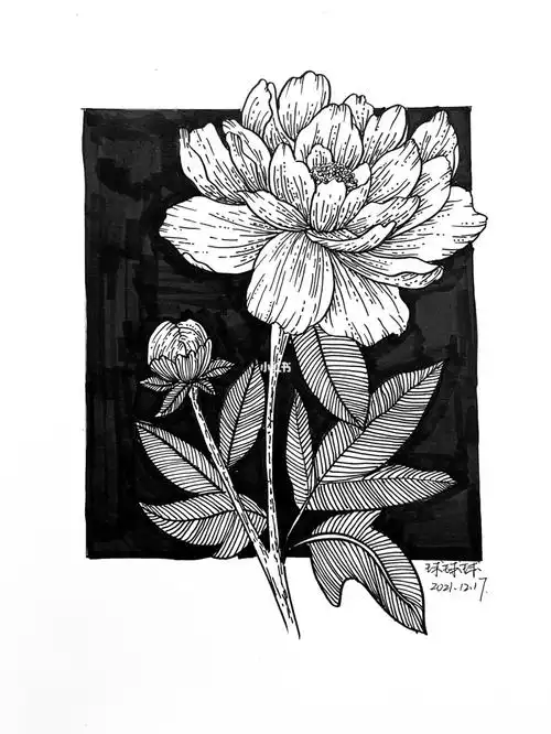 画打卡练习线条控笔继续加油94#画画  #针管笔手绘  #花卉  #黑白