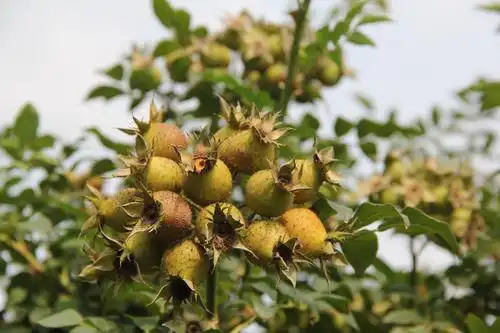 长在和边的一种树长着黄色的果实有刺,我们俗称刺果果,这是什么?