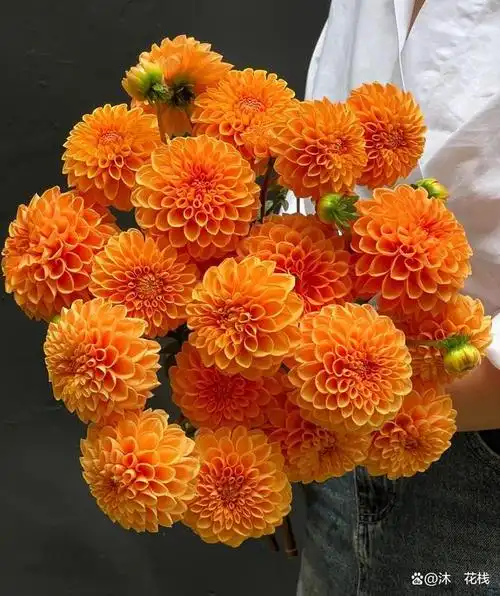 超级干货开花店必知花语大全