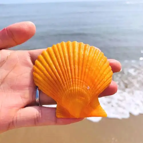 贝壳扇形彩色桔色贝天然海螺家装墙贴地婚庆装饰画海螺