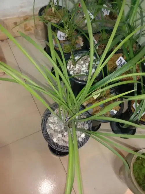 由于工作原因低价出兰草