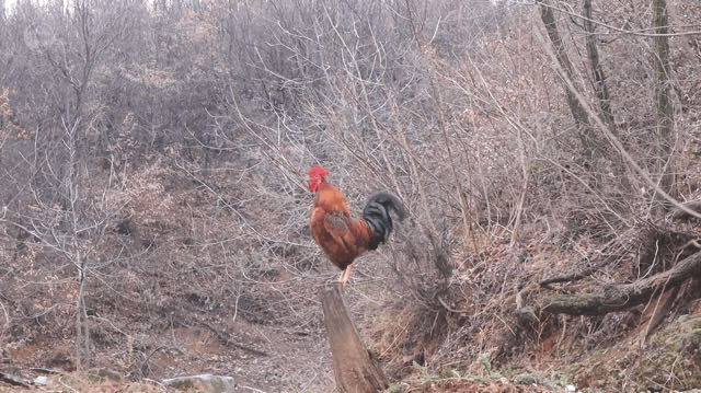 陕,鄂,豫交界处,一条街被三省瓜分|秦岭|贾平凹|东南|鸡鸣三省|丹江