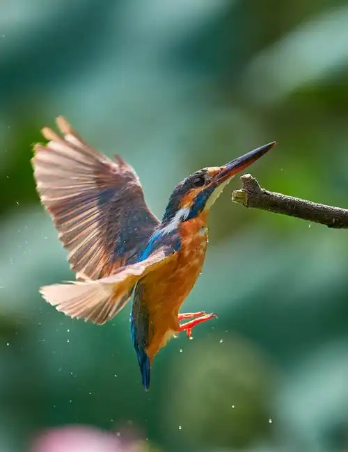 捕食小鱼的翠鸟