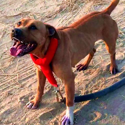 狗狗尼龙防磨脖项圈比特犬训练装备猛犬拖重铁链脖圈比特犬重项圈