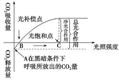 光合作用的图像为什么会有拐点?他的限制因素是什么?