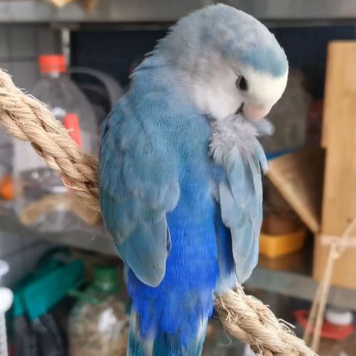 奢络弗 牡丹鹦鹉黄桃绿桃雏鸟蓝腰蓝银紫罗兰半毛鸟宠物鸟一对手养