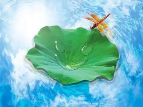 蜻蜓点水简笔画彩色