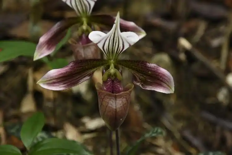 国家一级保护野生植物紫纹兜兰进入盛花期_腾讯新闻
