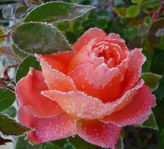 冰雪中的铿锵玫瑰美醉了