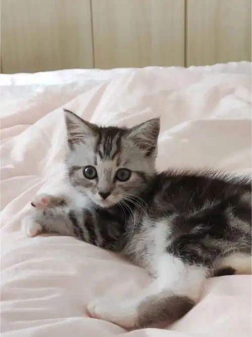 朋友送的,说是美短,但是这小脸也太尖了,毛毛也感