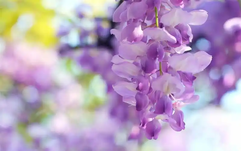 首页 鲜花 紫藤花,淡紫色 壁纸 紫藤花,淡紫色 桌布 - 1280x800 当前