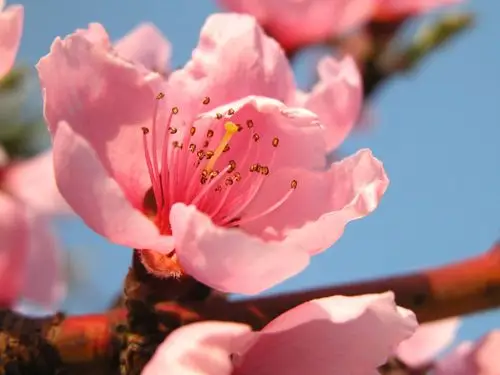 桃花_桃花图片_全景美食