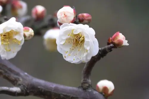 虬枝花茂 龙游梅 赏梅 城市里的梅花 高高挂起 龙游梅 孤傲 梅花与