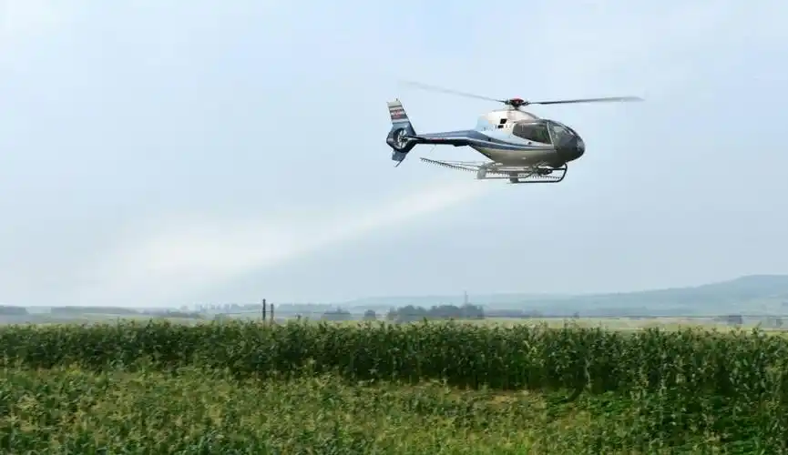 直升飞机"不时在绿油油农作物上空盘旋飞翔,机翼下一股股云状"农药"大