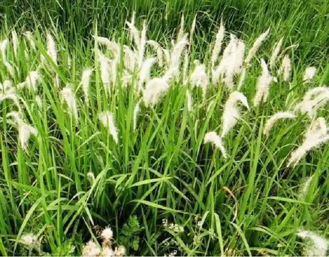 田间此茅草,农民喜欢用来烧火,却不知它是名贵草药,暴殄天物!