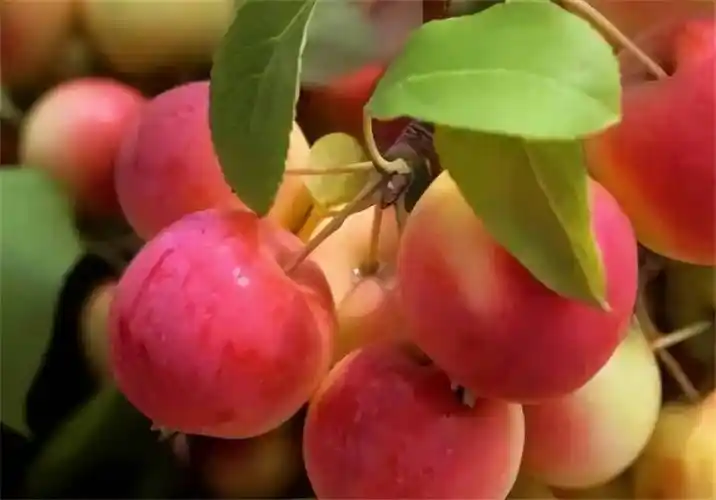 海棠果和沙果虽然很像但却是两种不同植物部分观赏海棠有毒