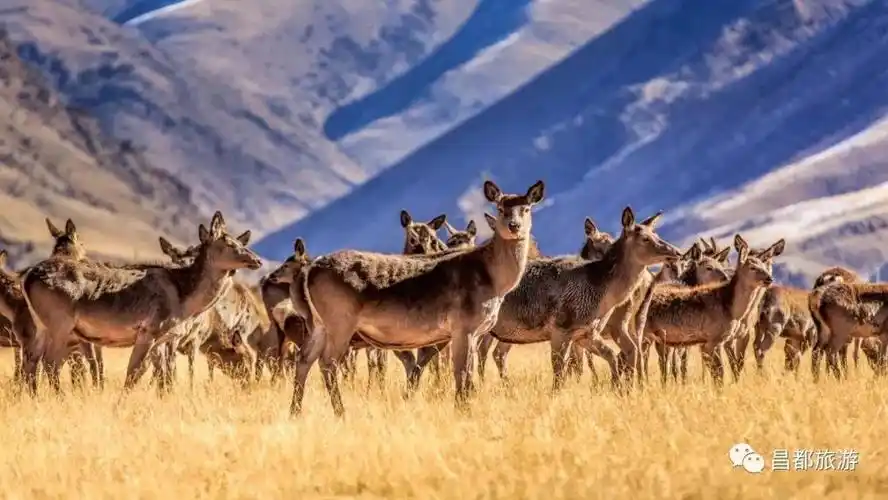 藏马鹿/昌都旅游