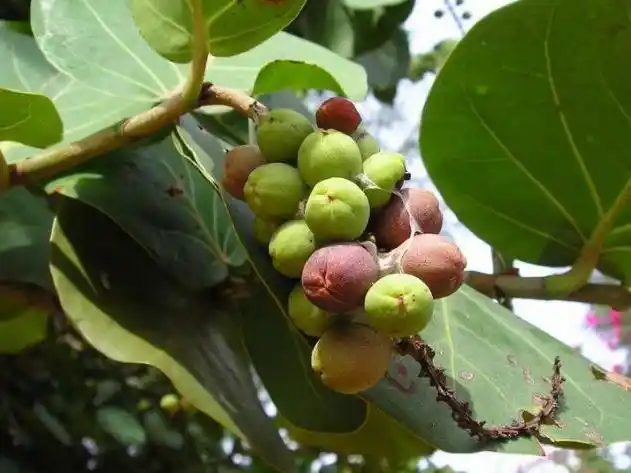 关于菩提树的益处最好的用途