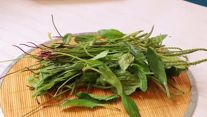 车前草怎么泡水喝(车前子泡水方法)插图