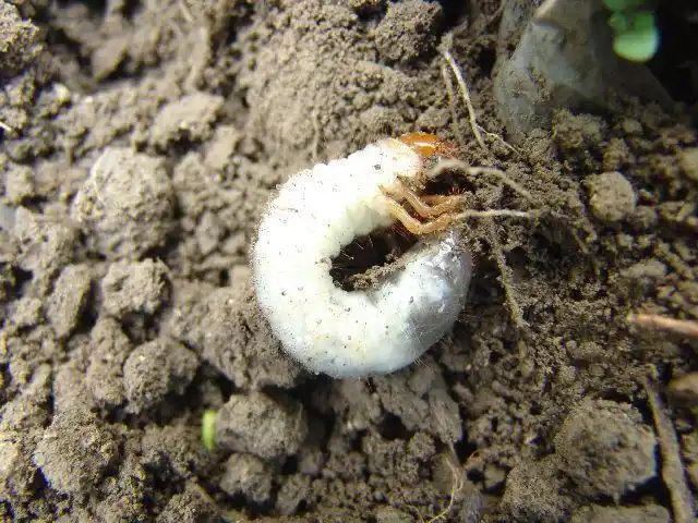 农村常见的白色虫子,长大后竟然可以治病,许多人不知道