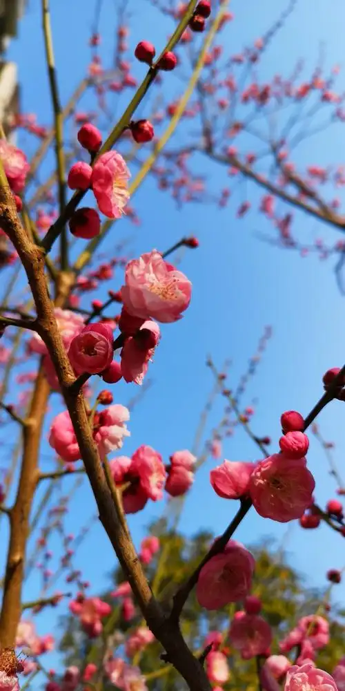 蓝天下的梅花,真是喜人!