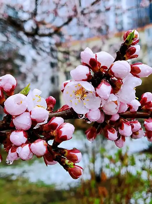 桦苑小区杏花盛开满园春,姹紫嫣红更美丽.