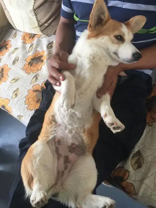 我家宝怀孕20天了,不好好吃东西,谁有好办法呀?