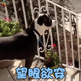 狗望眼欲穿伤心soogifsoogif出品gif动图_动态图_表情包下载_soogif