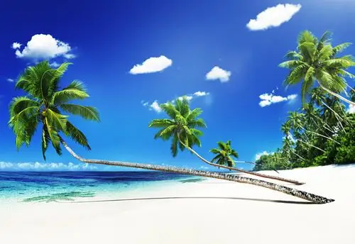 夏天_海滩_海景_风景_沙子_椰树_树_概念_图片大全—全景创意图库