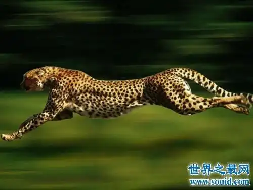 世界上速度最快的陆地动物,一小时115公里!