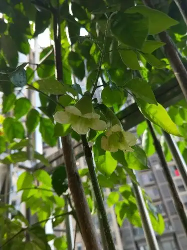 我家的幸福树开花了