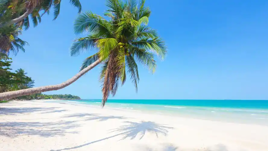 棕榈树沙滩大海热带阴影4k