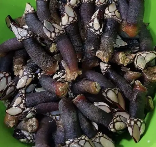 但我估计鲁迅先生应该没有见过观音手的,看到的只是冲到海滩上的贝