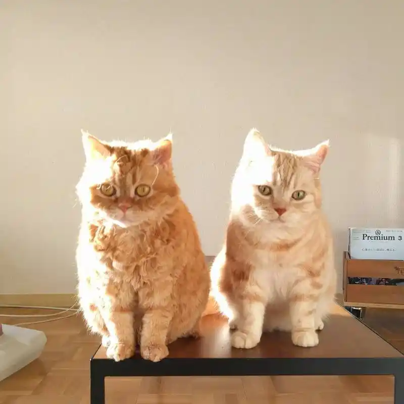 超萌!养一对猫咪姐妹花,每天都爱意满满